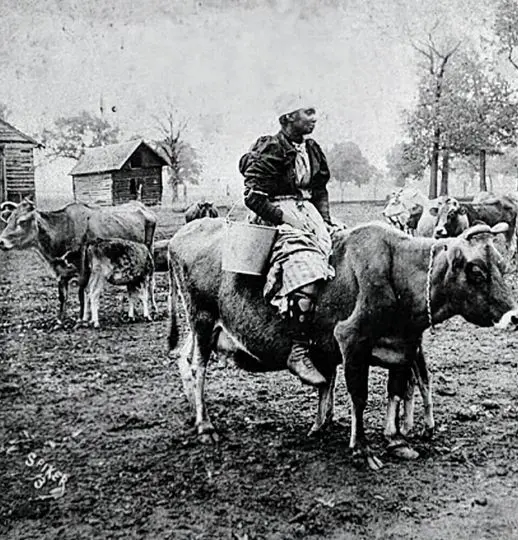 Woman carrying milk bucket riding on cow
