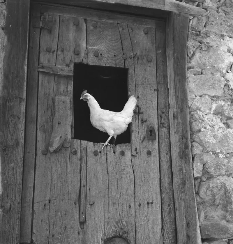 Gallina en una puerta,