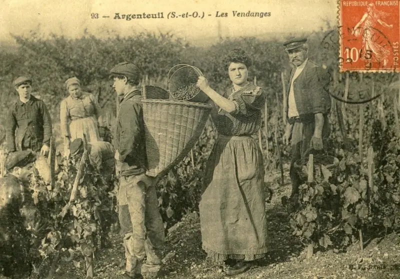 Les vendanges à Argenteuil