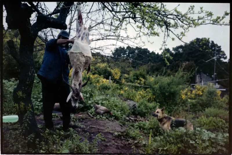 Preparación de una cabra - Roque Faro. 