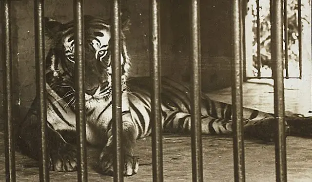 THIS FAMOUS TIGER EAT 200 PEOPLE