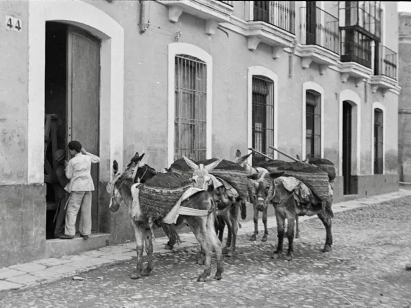 Burros con los serones cargados