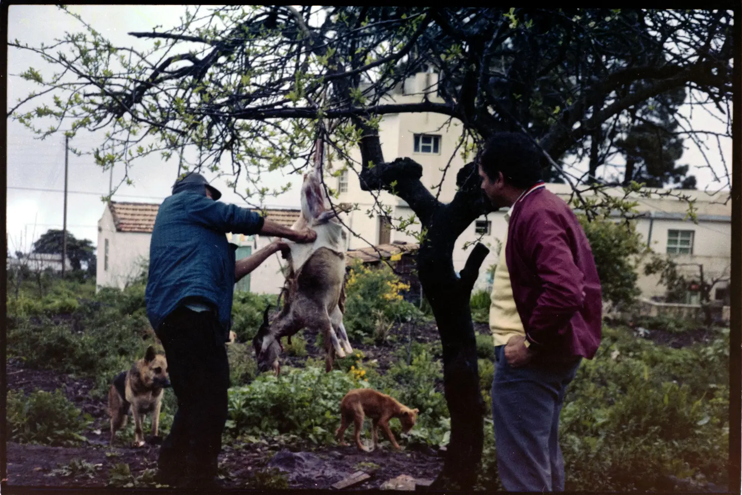 Preparación de una cabra - Roque Faro. 