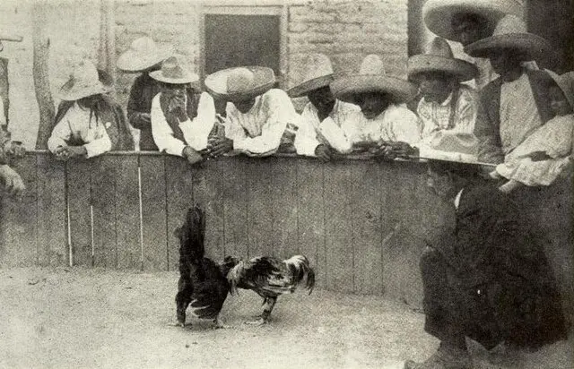 Pelea de gallos