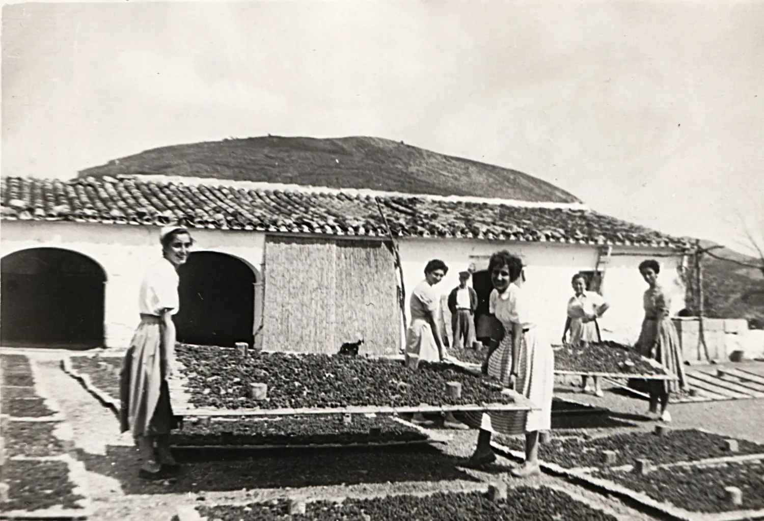 Elaboración tradicional de la pansa 