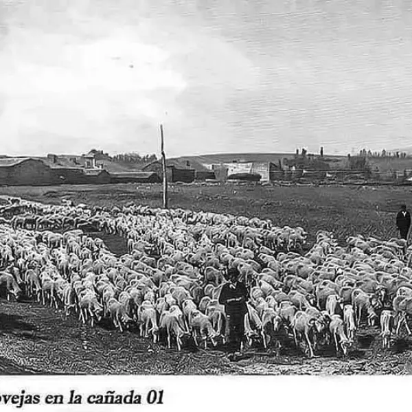 LOS ULTIMOS PASTORES DE SORIA. 