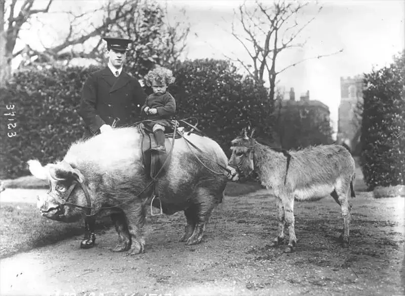 Boy Riding a Pet Pig