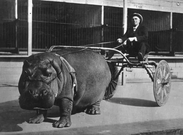 Hippopotamus Harnessed to Circus Wagon