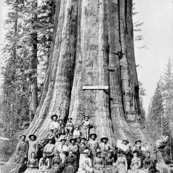 The "Mark Twain Tree"