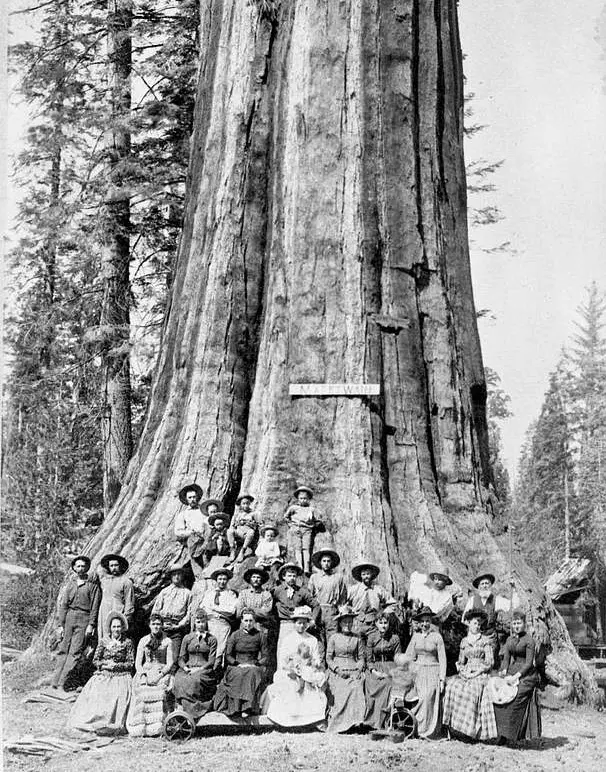 The "Mark Twain Tree"