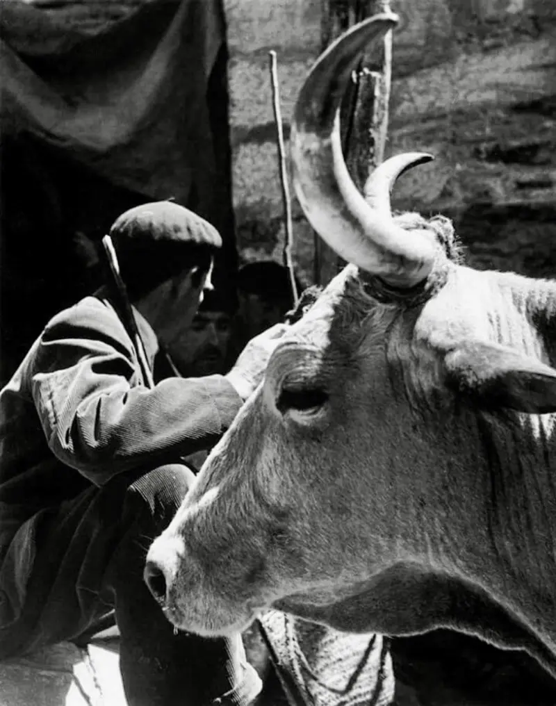 En la feria de ganado.