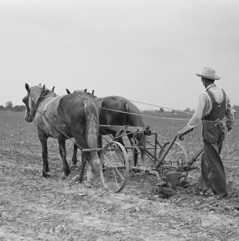 Transylvania Project,