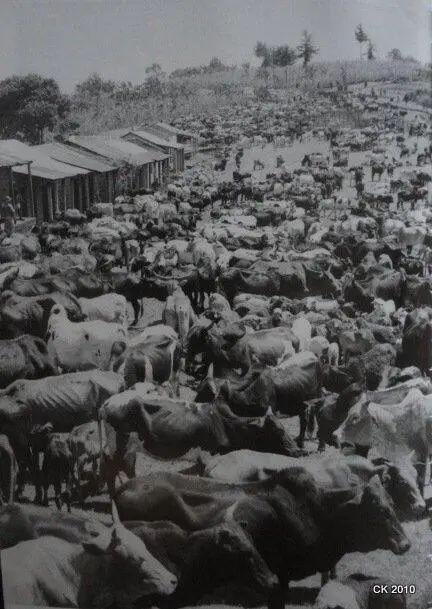 Confiscated cattle