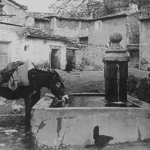 Borrico saciando la sed