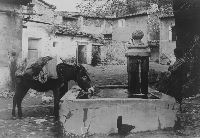 Borrico saciando la sed