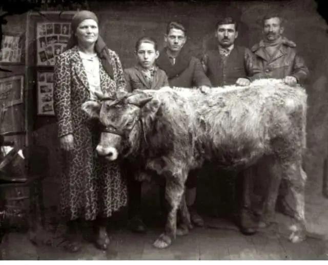A Family with a Calf