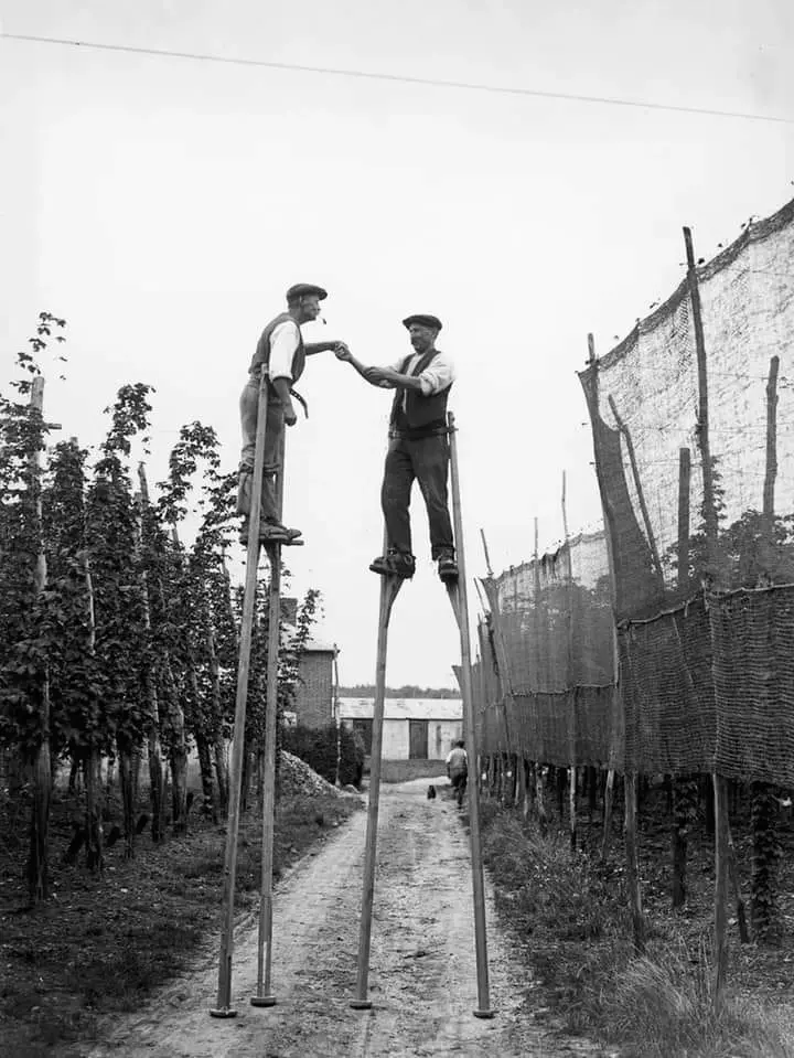 Hop pickers use stilts on a farm