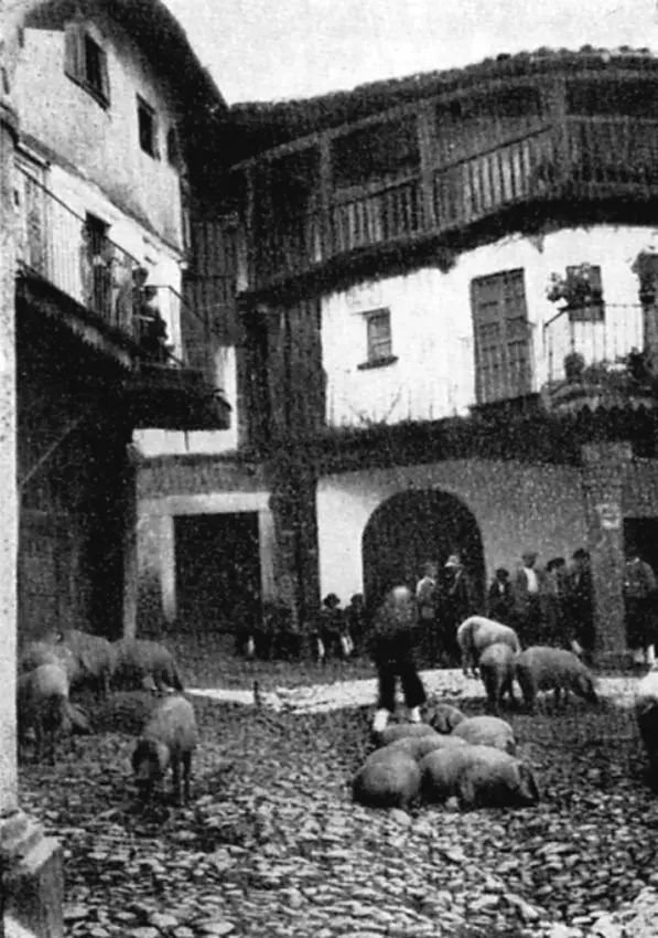  La plaza, los cerdos y la vida