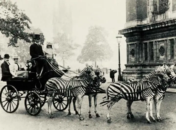 Walter Rothschild's crew, drawn by zebras