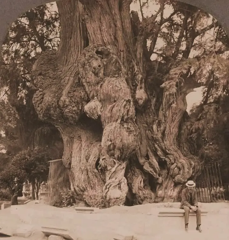 Árbol de la Noche Triste