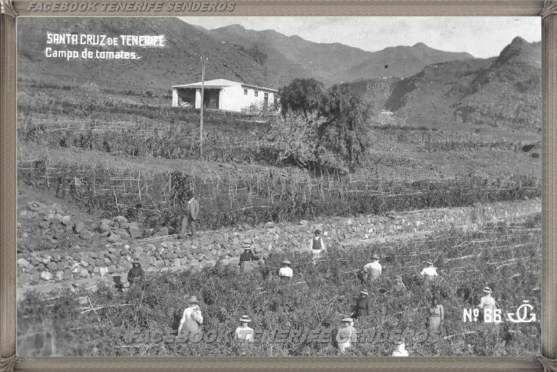 Tomateros barrio Salud 