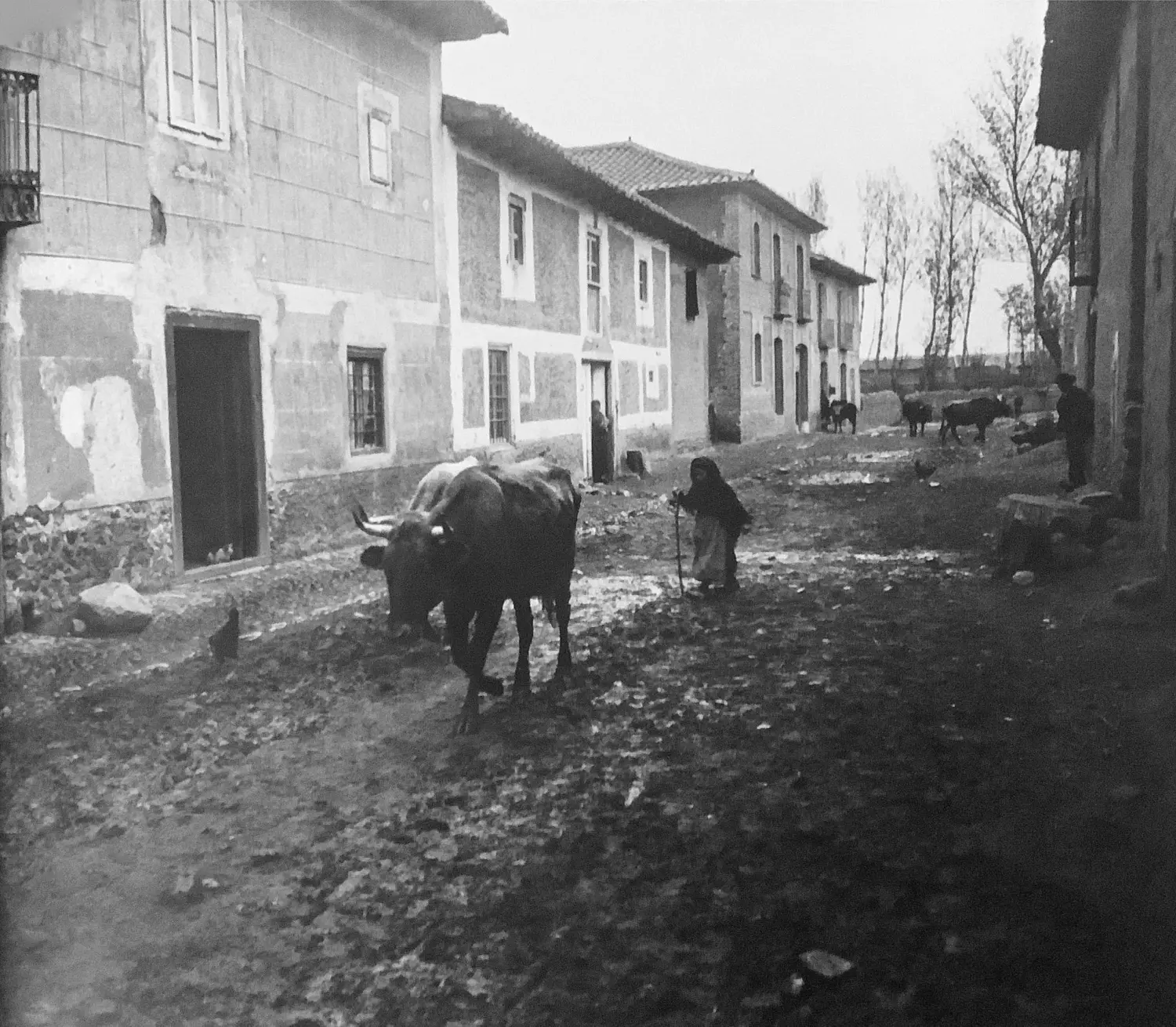 Vista de una calle, con personas y ganado vacuno. Vista de una calle, con personas y ganado vacuno.