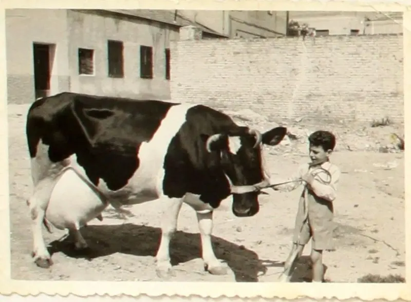 El niño Fernando Carvajales y su Vaca