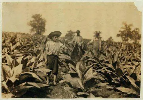 Ronald Lowe and his two brothers "topping" tobacco