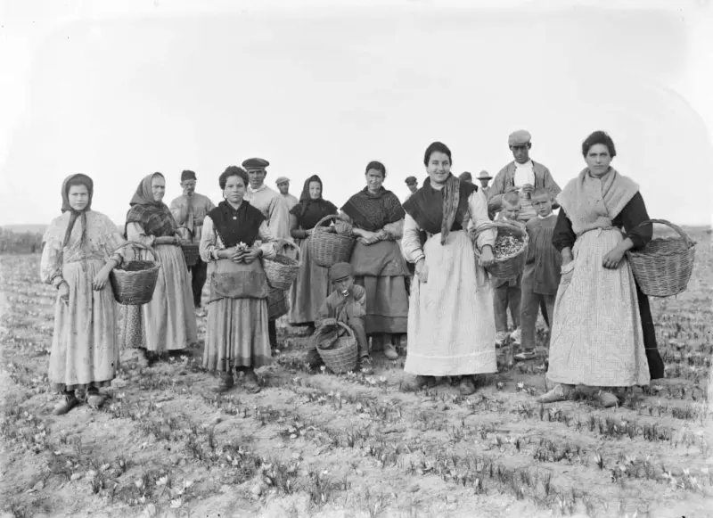 Recogedores en los campos de la flor del Azafran
