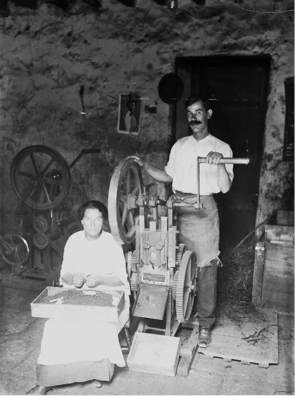 Trabajando el tabaco en Las Breñas.