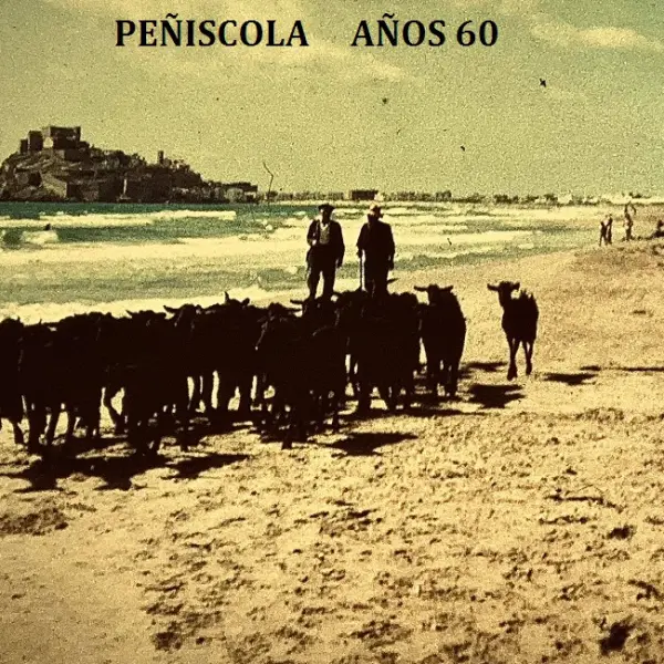Cabras en la playa