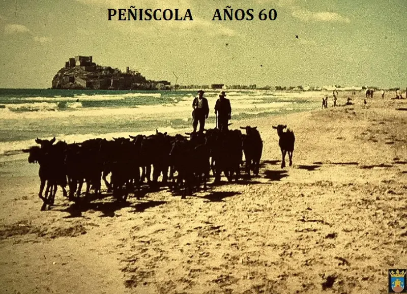 Cabras en la playa