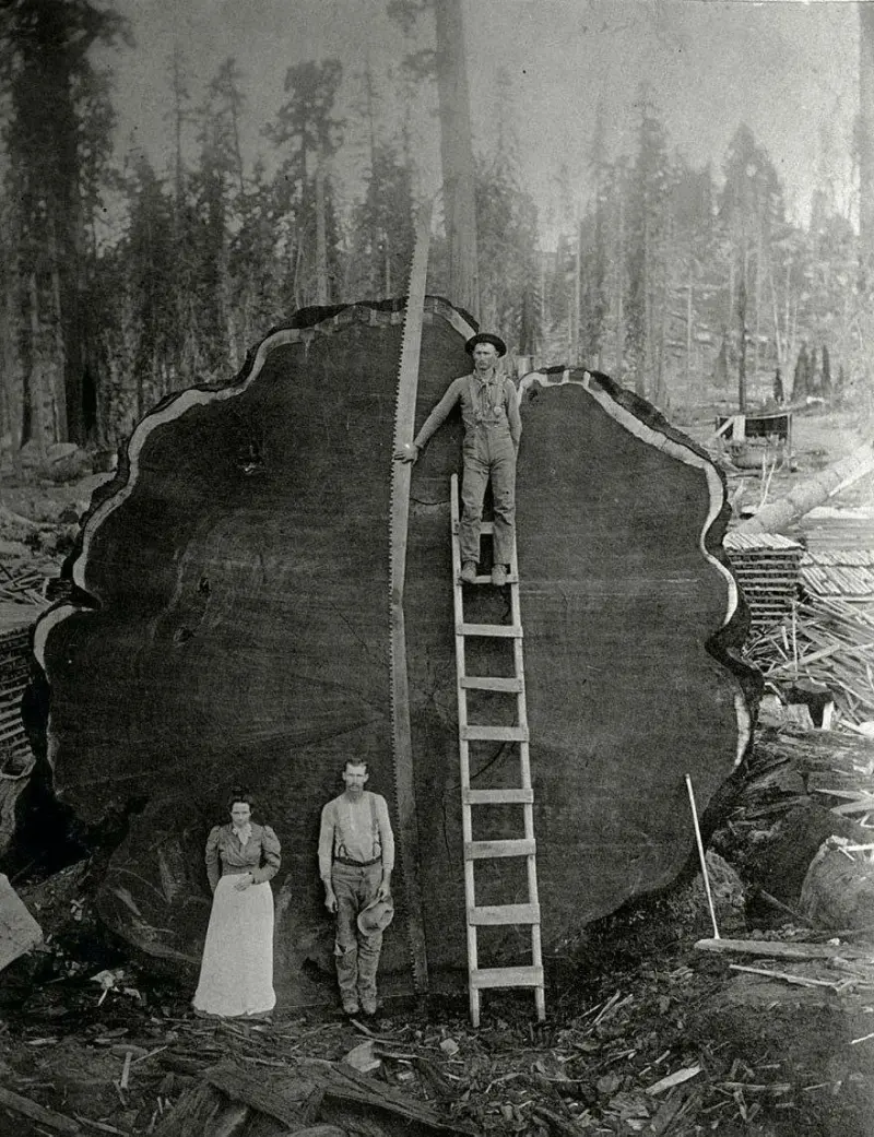 Loggers and a Giant Fallen Tree