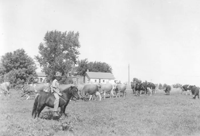 A young boy bringing in the cows on his pony