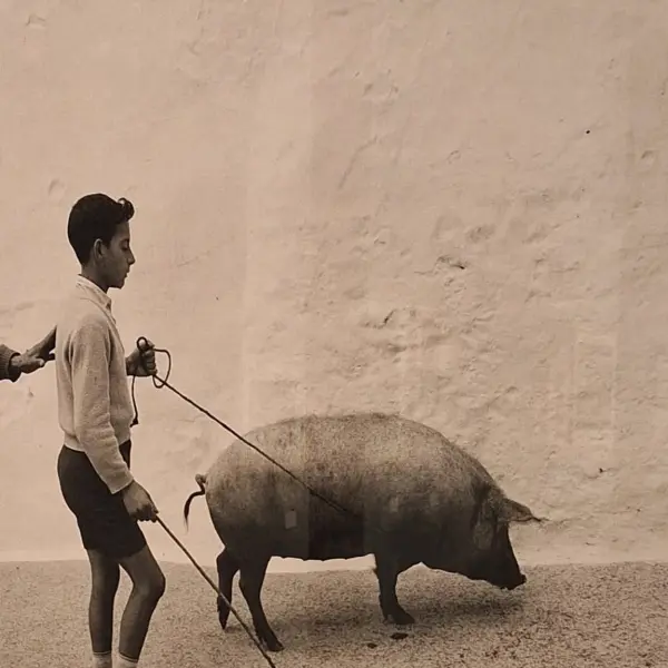 Niño llevando un cerdo