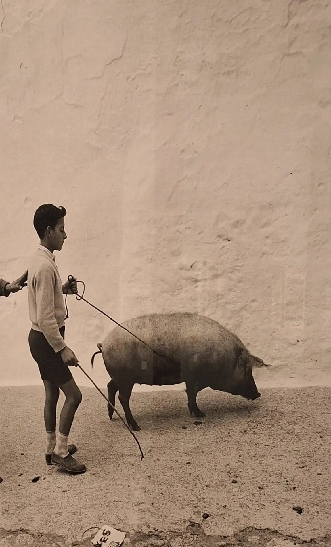 Niño llevando un cerdo