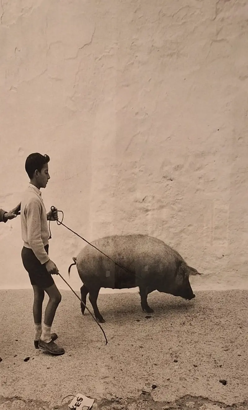 Niño llevando un cerdo