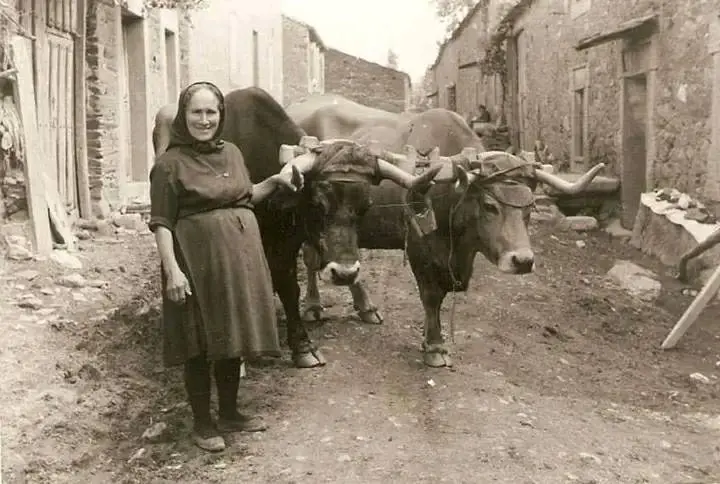 La Abuela Manuela con las vacas uncidas