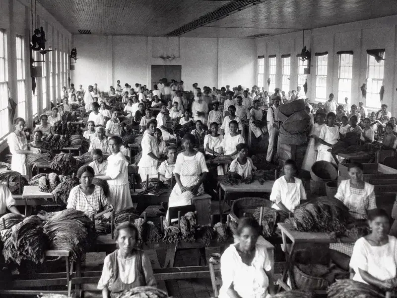 Mujeres clasifican hojas de tabaco