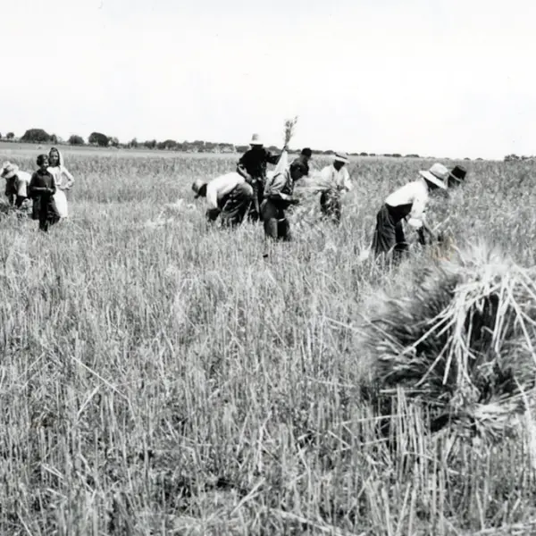 Siega en El Barrial