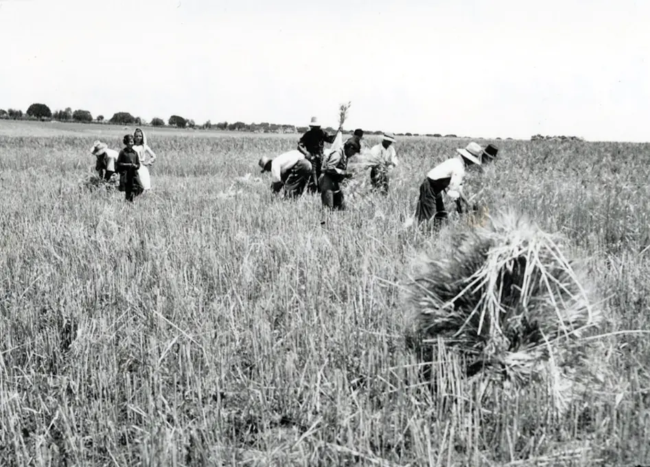 Siega en El Barrial Siega en El Barrial