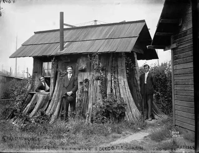 House built from a tree stump. 