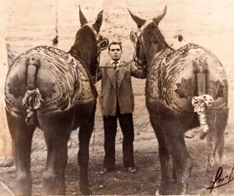 Esquilado artístico de caballerías.