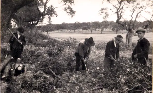 Haciendo cisco de encina.