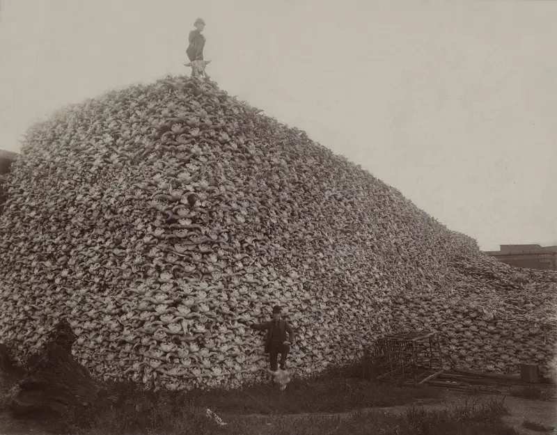 A pile of American bison skulls