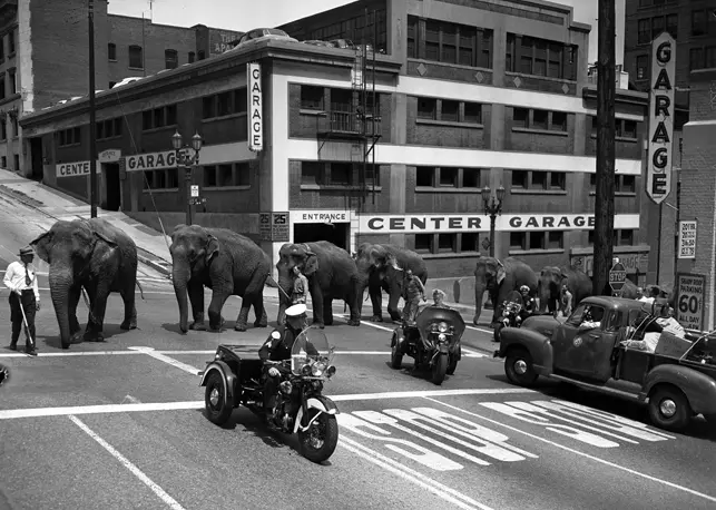 Elephants from Cole Brothers Circus parade through downtown