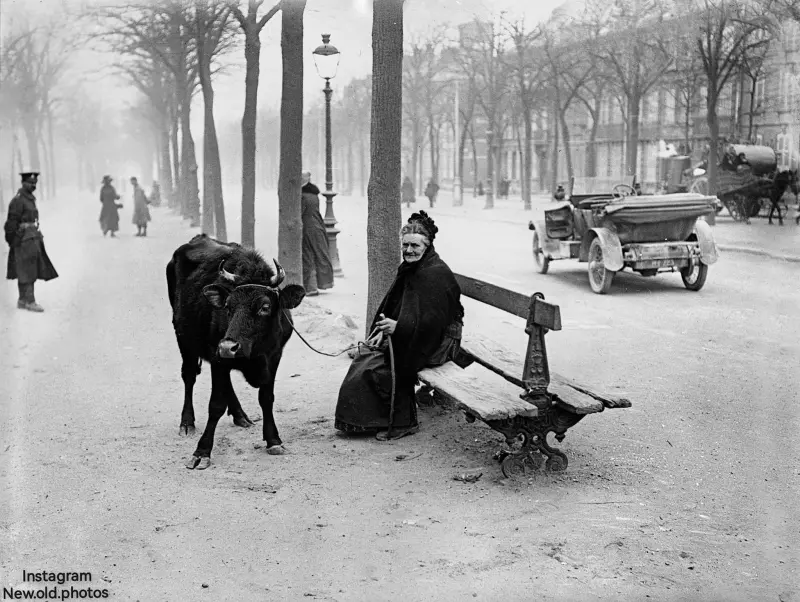 An old woman who fled the warzone with her cow