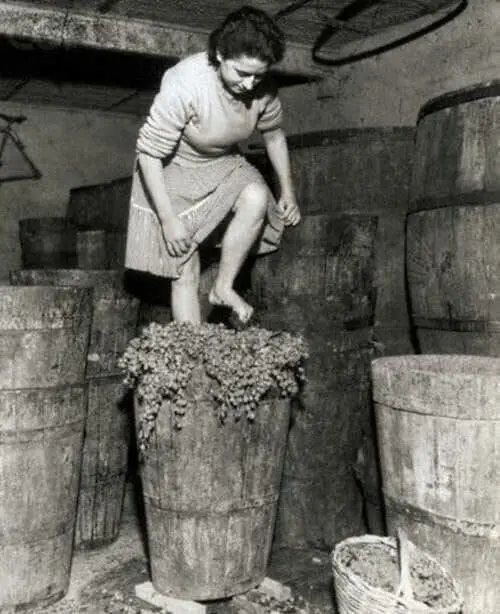 Wine Making in Italy