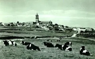 VACAS DESCANSANDO Y LA IGLESIA