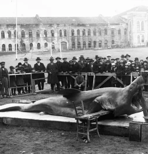 Big Shark Caught in the Bosphorus